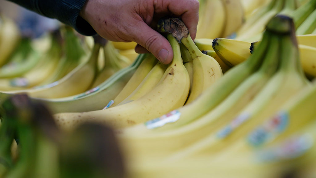 Hand picking up bunch of bananas in store